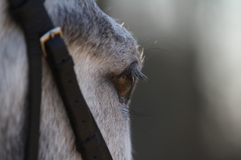 Eye of Grey Horse with Black Bridle Strap